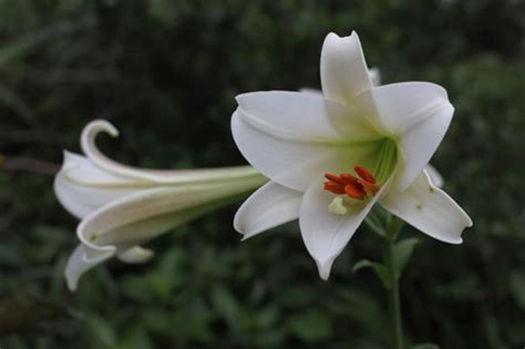 釘子花植物|被子植物